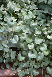 Silver Falls Dichondra (Dichondra argentea 'Silver Falls') at Green Haven Garden Centre