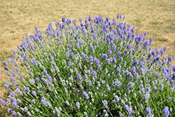 Munstead Lavender (Lavandula angustifolia 'Munstead') at Green Haven Garden Centre