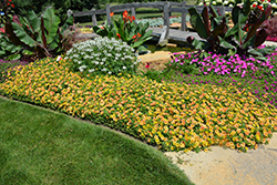 Supertunia Honey Petunia (Petunia 'Supertunia Honey') at Green Haven Garden Centre