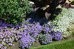 Artist Blue Flossflower (Ageratum 'Agsantis') at Green Haven Garden Centre