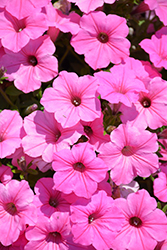 Supertunia Vista Bubblegum Petunia (Petunia 'Supertunia Vista Bubblegum') at Green Haven Garden Centre