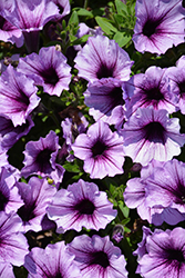Supertunia Bordeaux Petunia (Petunia 'Supertunia Bordeaux') at Green Haven Garden Centre