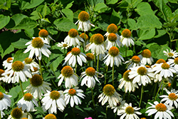 PowWow White Coneflower (Echinacea purpurea 'PowWow White') at Green Haven Garden Centre