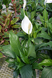 Sensation Peace Lily (Spathiphyllum 'Sensation') at Green Haven Garden Centre