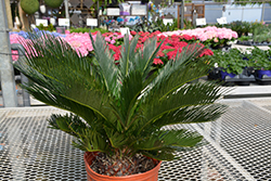 Japanese Sago Palm (Cycas revoluta) at Green Haven Garden Centre