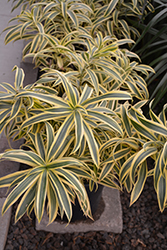Song of India Plant (Dracaena reflexa 'Song of India') at Green Haven Garden Centre