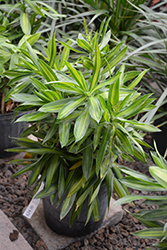 Song of Jamaica Plant (Dracaena reflexa 'Song of Jamaica') at Green Haven Garden Centre