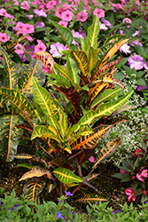 Variegated Croton (Codiaeum variegatum) at Green Haven Garden Centre