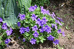 Endless Illumination Browallia (Browallia 'UNHBR12') at Green Haven Garden Centre