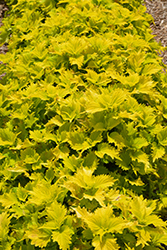 Wasabi Coleus (Solenostemon scutellarioides 'Wasabi') at Green Haven Garden Centre