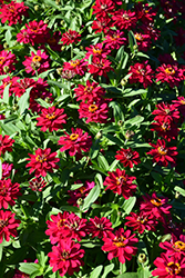 Profusion Double Hot Cherry Zinnia (Zinnia 'Profusion Double Hot Cherry') at Green Haven Garden Centre