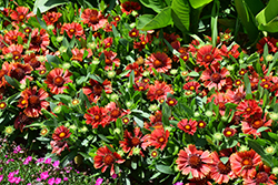 Spintop Yellow Touch Blanket Flower (Gaillardia aristata 'SpinTop Yellow Touch') at Green Haven Garden Centre