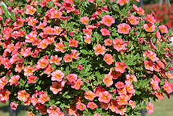 Superbells Tropical Sunrise Calibrachoa (Calibrachoa 'INCALTRSUN') at Green Haven Garden Centre