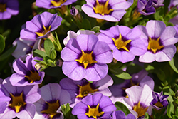 Superbells Evening Star Calibrachoa (Calibrachoa 'BBCAL87705') at Green Haven Garden Centre