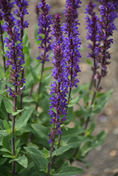 Caradonna Sage (Salvia nemorosa 'Caradonna') at Green Haven Garden Centre