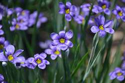 Lucerne Blue-Eyed Grass (Sisyrinchium angustifolium 'Lucerne') at Green Haven Garden Centre