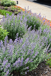 Purrsian Blue Catmint (Nepeta x faassenii 'Purrsian Blue') at Green Haven Garden Centre