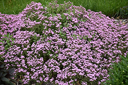 Rock Soapwort (Saponaria ocymoides) at Green Haven Garden Centre