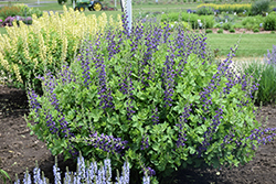 Decadence Sparkling Sapphires False Indigo (Baptisia 'Sparkling Sapphires') at Green Haven Garden Centre