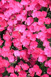 Paint The Town Magenta Pinks (Dianthus 'Paint The Town Magenta') at Green Haven Garden Centre