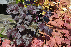 Obsidian Coral Bells (Heuchera 'Obsidian') at Green Haven Garden Centre