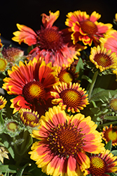 Arizona Sun Blanket Flower (Gaillardia x grandiflora 'Arizona Sun') at Green Haven Garden Centre
