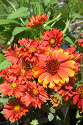 Arizona Red Shades Blanket Flower (Gaillardia x grandiflora 'Arizona Red Shades') at Green Haven Garden Centre
