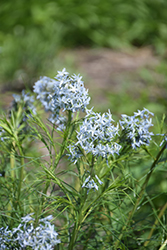 Narrow-Leaf Blue Star (Amsonia hubrichtii) at Green Haven Garden Centre