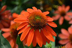 Sombrero Adobe Orange Coneflower (Echinacea 'Balsomador') at Green Haven Garden Centre