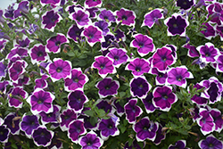 Cascadias Rim Violet Petunia (Petunia 'Cascadias Rim Violet') at Green Haven Garden Centre
