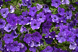 Headliner Night Sky Petunia (Petunia 'KLEPH15313') at Green Haven Garden Centre