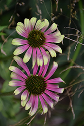 Green Twister Coneflower (Echinacea purpurea 'Green Twister') at Green Haven Garden Centre