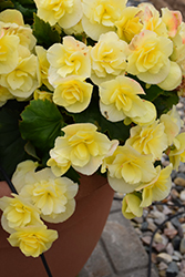 Solenia Yellow Begonia (Begonia x hiemalis 'Solenia Yellow') at Green Haven Garden Centre