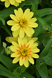 Profusion Lemon Zinnia (Zinnia 'Profusion Lemon') at Green Haven Garden Centre