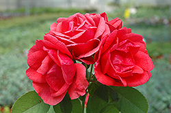 Morden Fireglow Rose (Rosa 'Morden Fireglow') at Green Haven Garden Centre