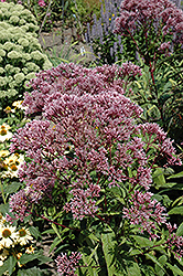 Baby Joe Dwarf Joe Pye Weed (Eupatorium dubium 'Baby Joe') at Green Haven Garden Centre