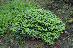 Dwarf Balsam Fir (Abies balsamea 'Nana') at Green Haven Garden Centre