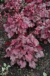 Grape Soda Coral Bells (Heuchera 'Grape Soda') at Green Haven Garden Centre