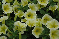 Sunshine Ray Petunia (Petunia 'Sunshine Ray') at Green Haven Garden Centre