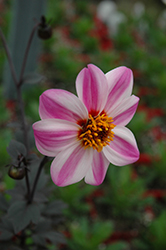 Mystic Dreamer Dahlia (Dahlia 'Mystic Dreamer') at Green Haven Garden Centre