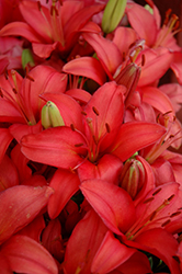Lily Looks Tiny Toons Lily (Lilium 'Tiny Toons') at Green Haven Garden Centre