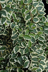 Variegated Creeping Fig (Ficus pumila 'Variegata') at Green Haven Garden Centre