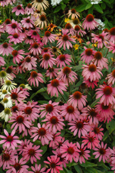 Cheyenne Spirit Coneflower (Echinacea 'Cheyenne Spirit') at Green Haven Garden Centre
