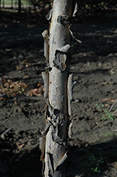 Admiration Oak (Quercus 'Jefmir') at Green Haven Garden Centre