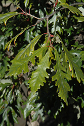 Admiration Oak (Quercus 'Jefmir') at Green Haven Garden Centre