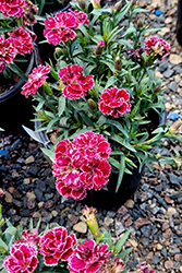 Constant Beauty Crush Burgundy Pinks (Dianthus 'Constant Beauty Crush Burgundy') at Green Haven Garden Centre