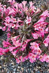 Stunner Weigela (Weigela florida 'Spring 2') at Green Haven Garden Centre
