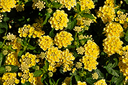 Luscious Citron Lantana (Lantana camara 'Luscious Citron') at Green Haven Garden Centre