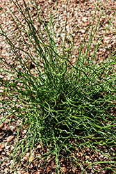 Curly Wurly Corkscrew Rush (Juncus effusus 'Curly Wurly') at Green Haven Garden Centre