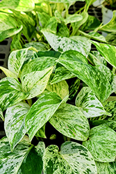 Snow Queen Pothos (Epipremnum aureum 'Snow Queen') at Green Haven Garden Centre